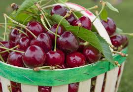 Cherries Are The Pick Of The Season